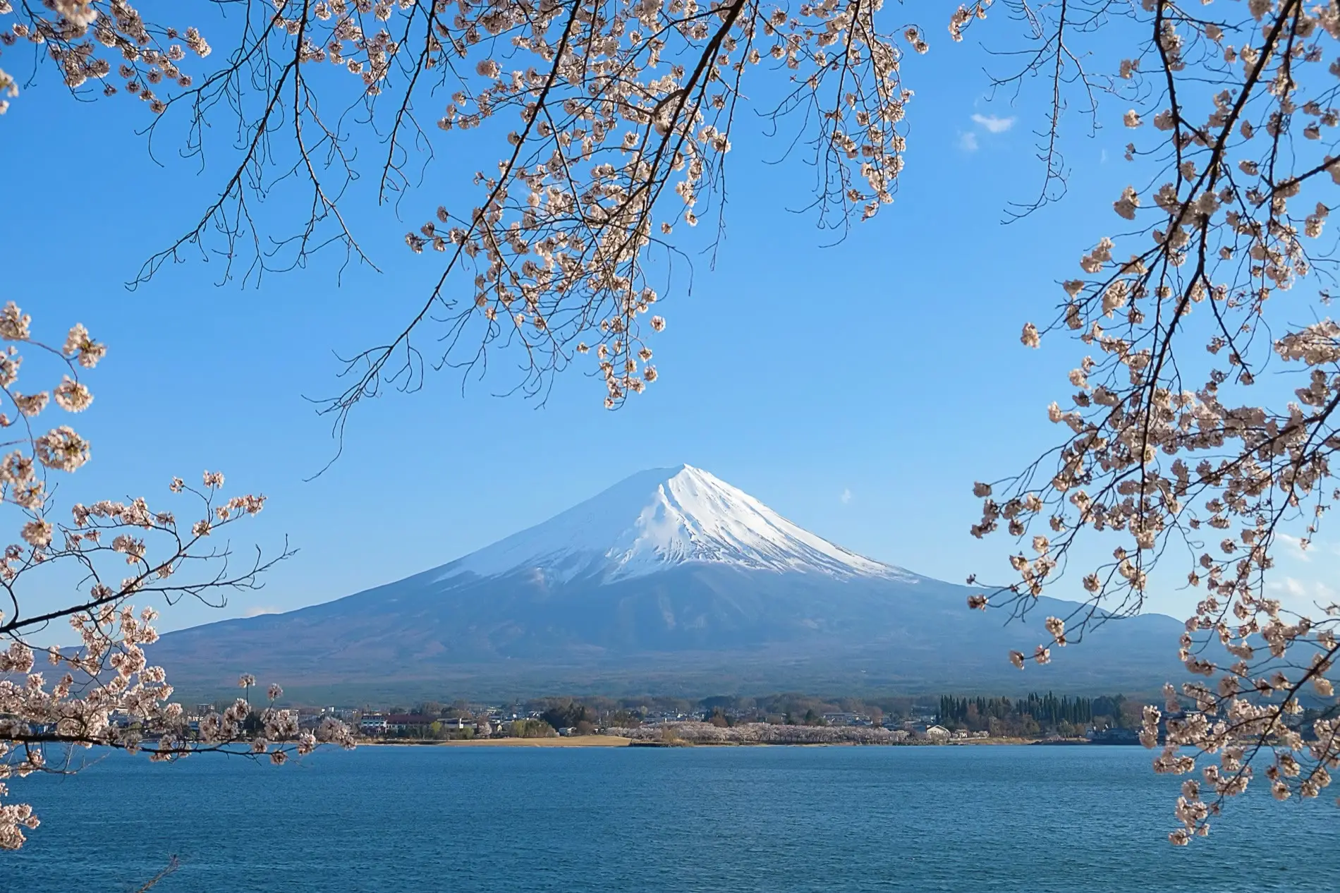 Mount Fuji framed by pagoda and blossoms