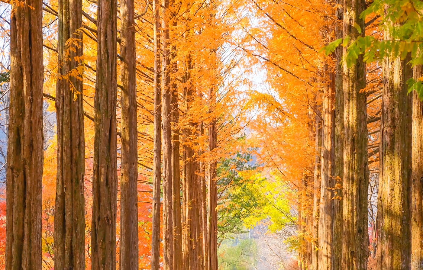 The metasequoia avenue on Nami Island in full autumn colour