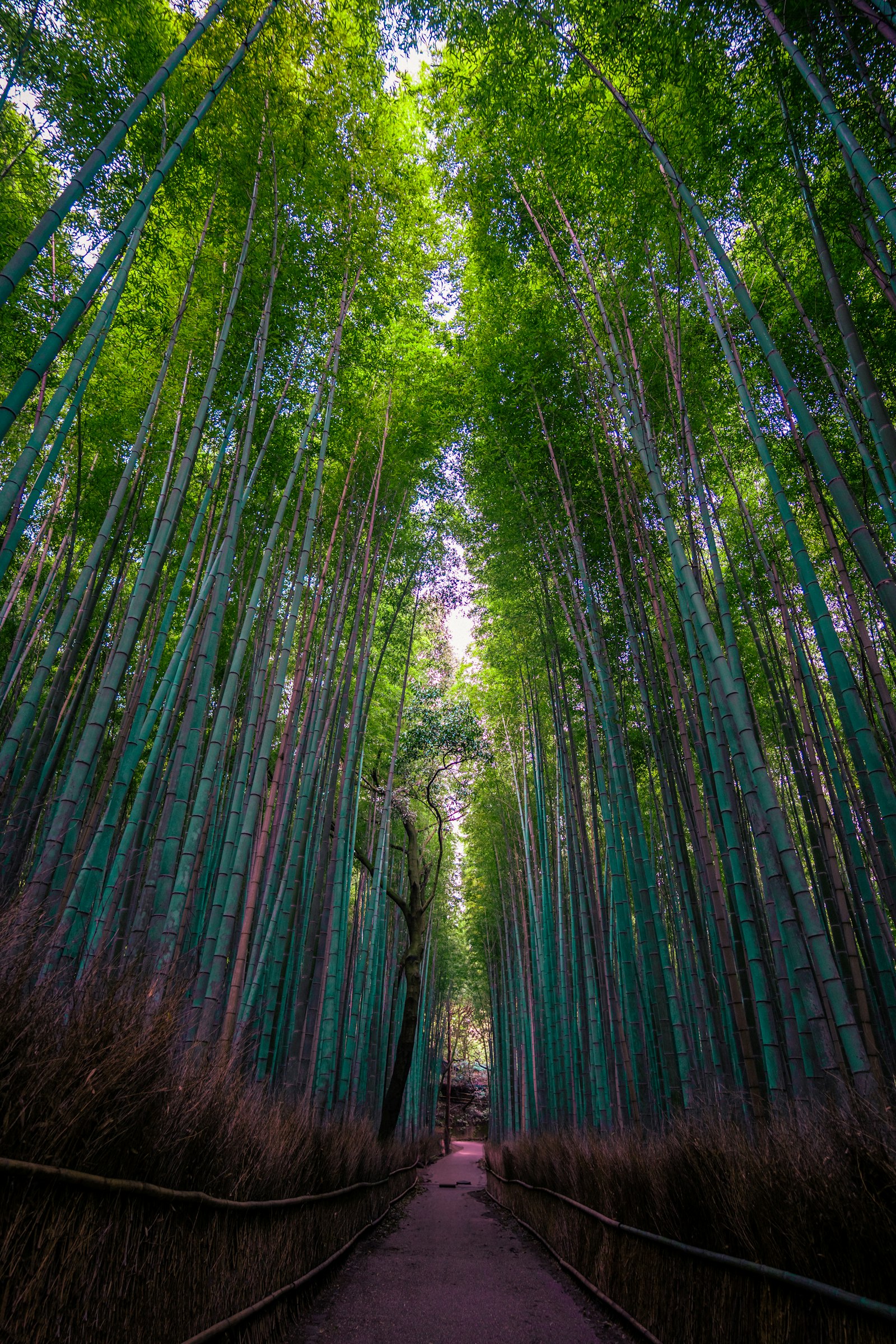 The towering stalks of the Arashiyama bamboo grove