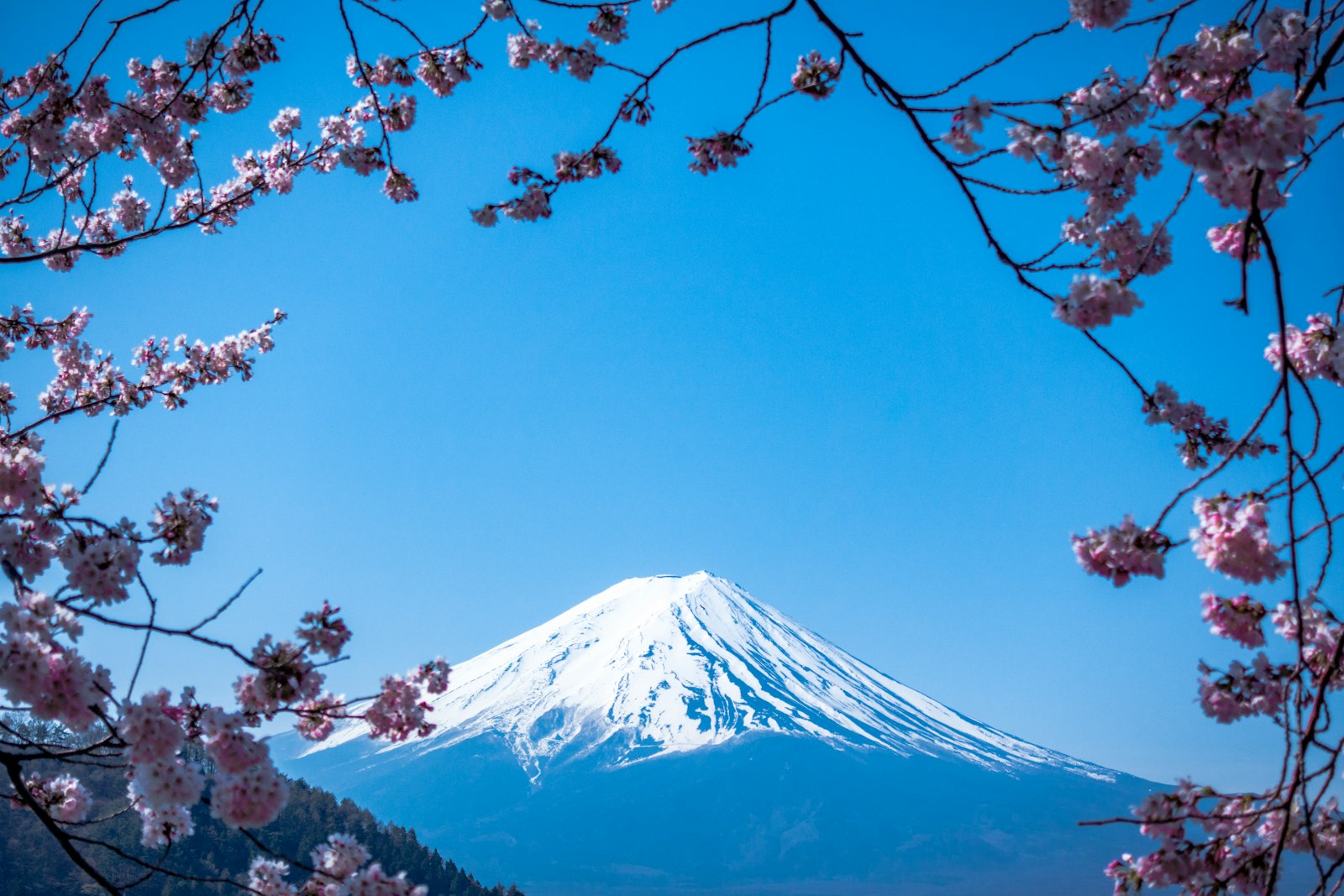 Autumn maples of the Momiji Corridor beneath Fuji